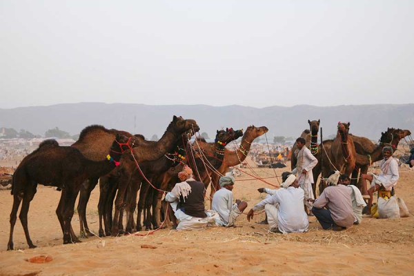 Pushkar Tour and Travel Guide