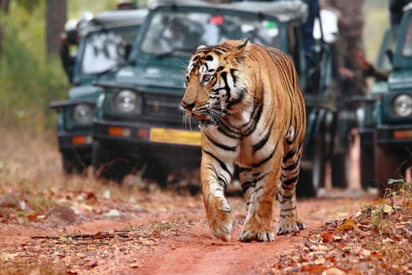 Jaipur Ranthambore One-Day Guided Trip
