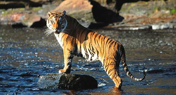 Golden Triangle with Tigers Tour Package