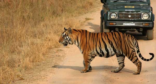 Rajasthan with Wildlife Tour Package
